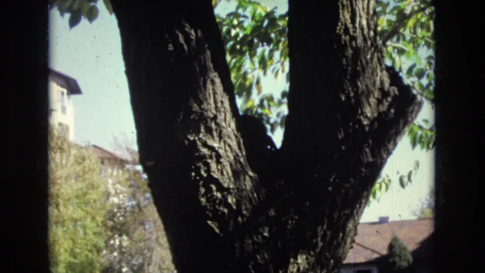 1974 Colorado Springs 8mm frame with a dark indistinct silhouette near a forked tree trunk, with leaves, sky, and neighboring houses in the background.