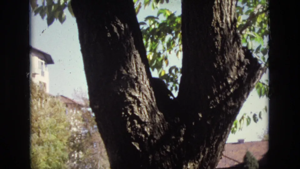 1974 Colorado Springs 8mm frame dominated by a large tree trunk and leafy branches, with a residential roofline and trees visible in the distance.