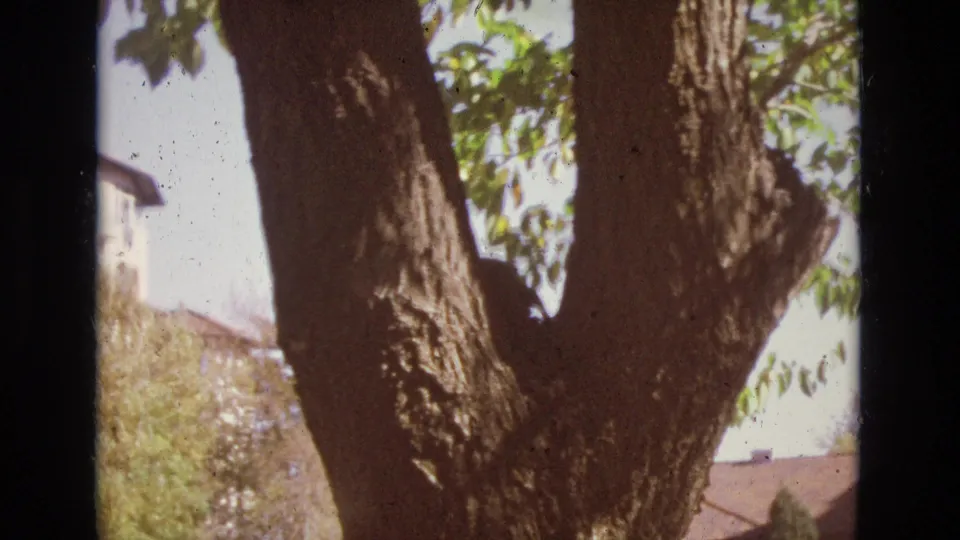 1974 Colorado Springs 8mm frame with warmer exposure on the tree trunk, leafy branches, bright sky, and residential rooftops beyond the yard.