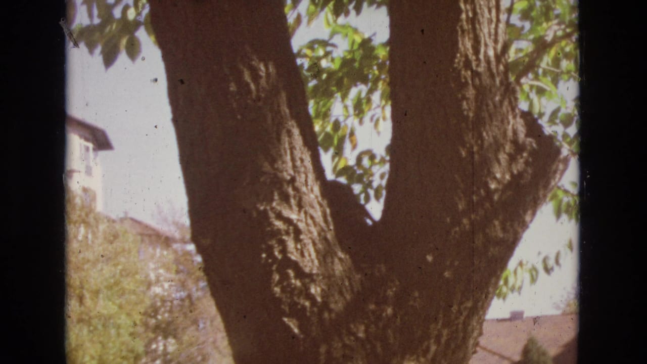 In the 1974 Colorado Springs home-movie frame, a dark cat is partly hidden in a large tree trunk with green leaves and residential buildings in the background.
