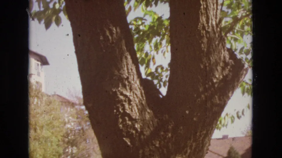 In the 1974 Colorado Springs home-movie frame, a dark cat is partly hidden in a large tree trunk with green leaves and residential buildings in the background.