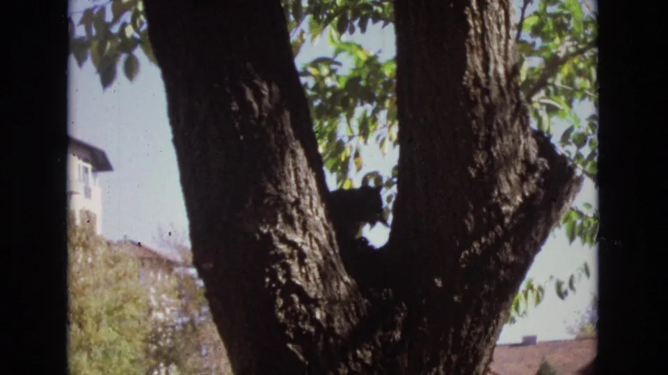 A dark cat appears in deep shadow against the fork of a large tree, with foliage, sky, and a residential roofline visible behind it.