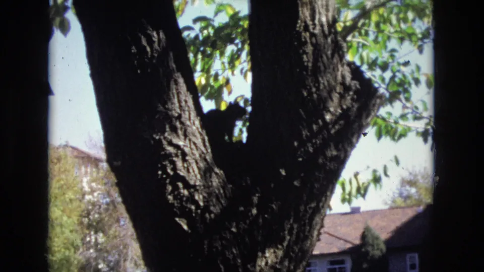 The cat remains tucked in the shaded fork of the tree while the camera frames rough bark, bright leaves, sky, and nearby residential rooftops.