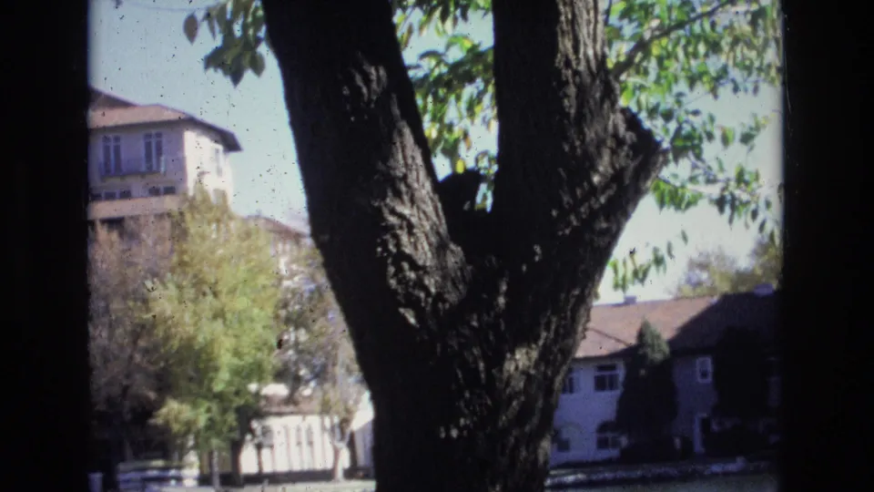 A wider 1974 Colorado Springs frame shows the cat in the tree fork, leafy branches overhead, rooftops below, and a taller residential building in the distance.