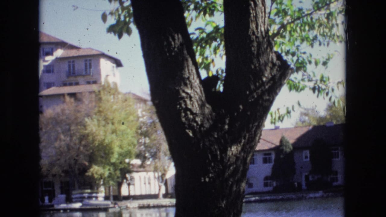 Tree trunk and leaves frame a large building across a calm lake.
