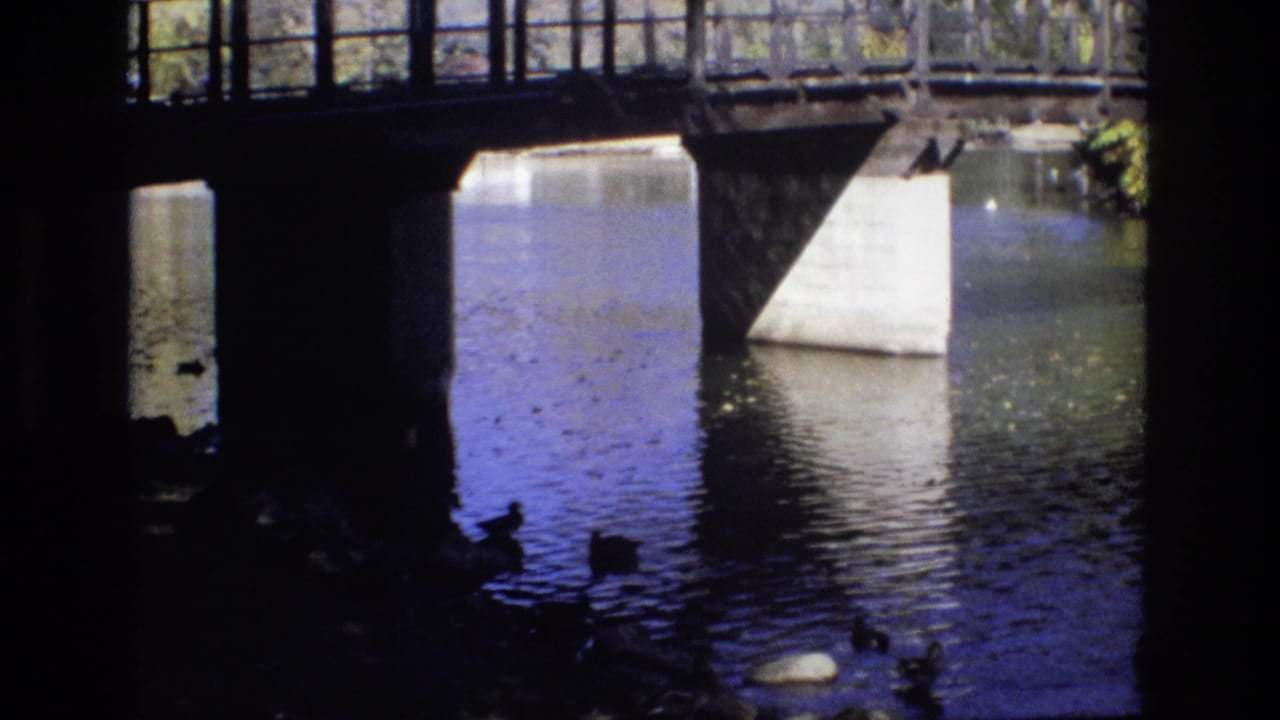 Ducks swim in shaded water beneath a bridge with concrete supports.