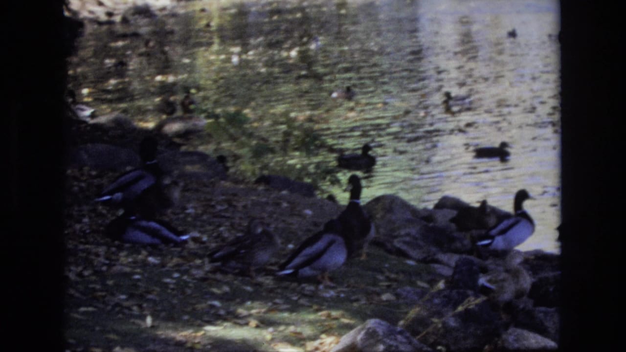 1974 Colorado Springs 8mm frame showing ducks along a shaded rocky riverbank, with rippled water and bridge structure framing the view.