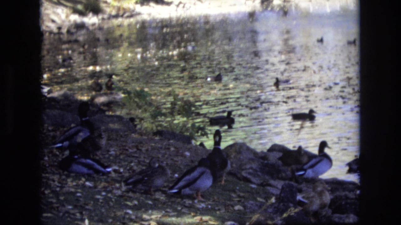 Several ducks gather beside rocks while other birds float on the river.