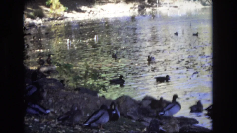 1974 Colorado Springs 8mm frame showing ducks at the shaded river edge, with bright water, ripples, rocks, and distant waterbirds visible.