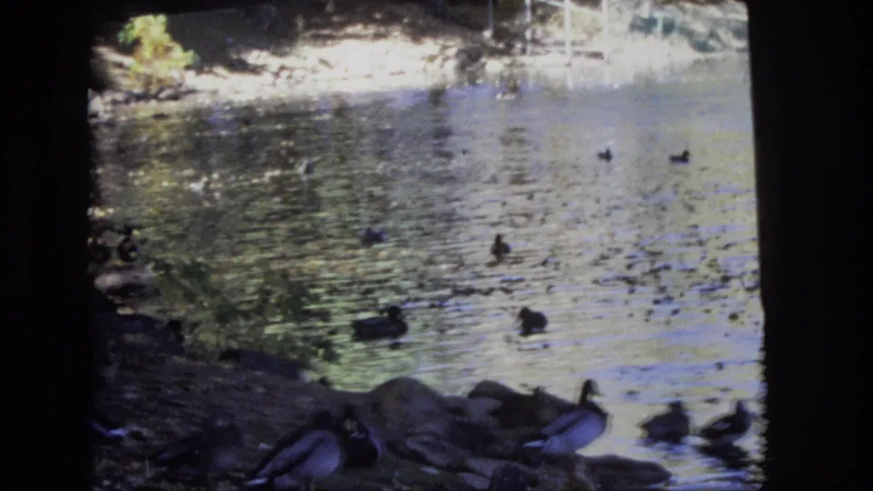 1974 Colorado Springs home-movie frame with a wider view of rippled river water, ducks near the lower bank, shoreline rocks, and scattered waterbirds.