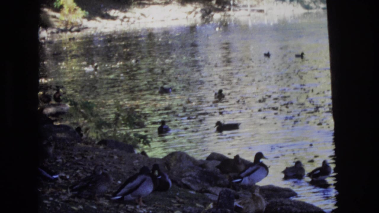 In metadata-supported 1974 Colorado Springs, ducks gather on rocks and in rippling water near dark bridge shadows and a riverbank.
