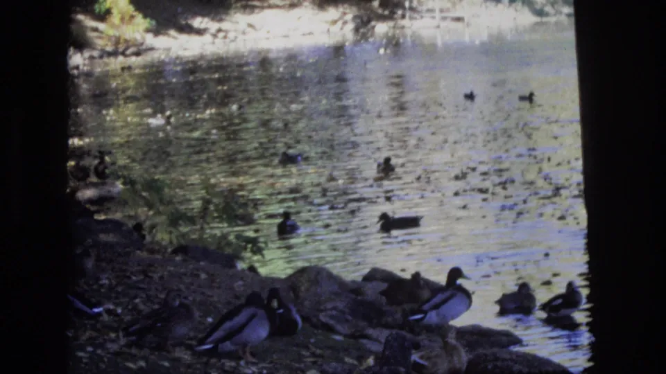 In metadata-supported 1974 Colorado Springs, ducks gather on rocks and in rippling water near dark bridge shadows and a riverbank.