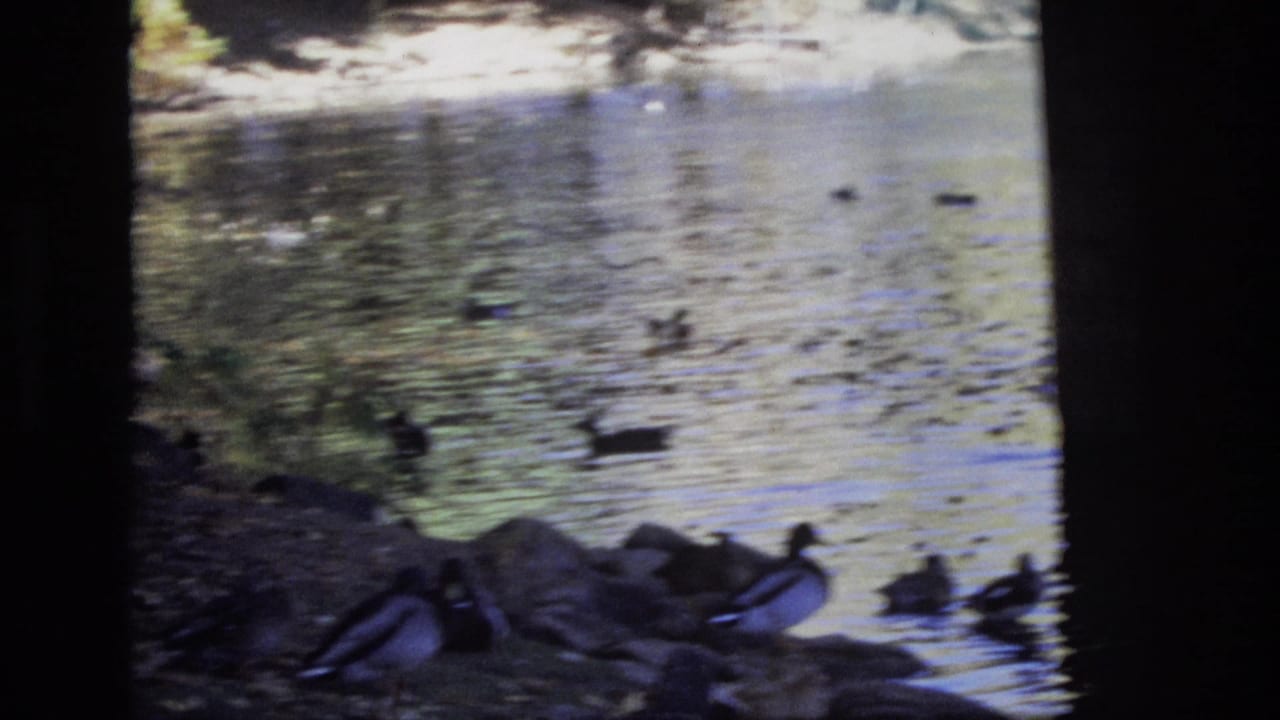 Ducks move across reflective water near the rocky bank and dark bridge framing in this Colorado Springs home-movie frame.
