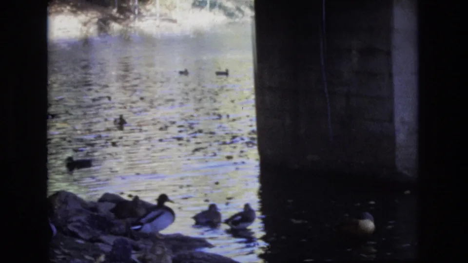 A large concrete bridge pier dominates the right side while ducks remain visible in the water and along the rocky bank in Colorado Springs.