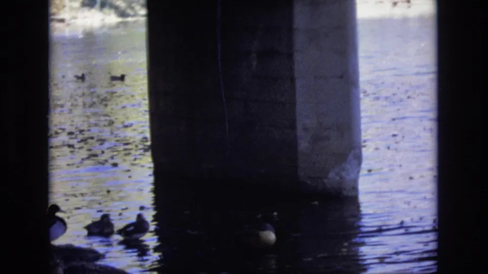 Ducks cluster in shaded river water next to a concrete bridge support, with dark under-bridge framing and reflective surface texture.