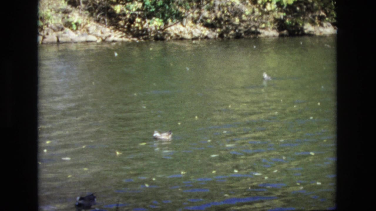 1974 Colorado Springs 8mm frame showing ducks spread across a green lake surface with ripples, floating leaves, and a wooded bank at the top of the frame.