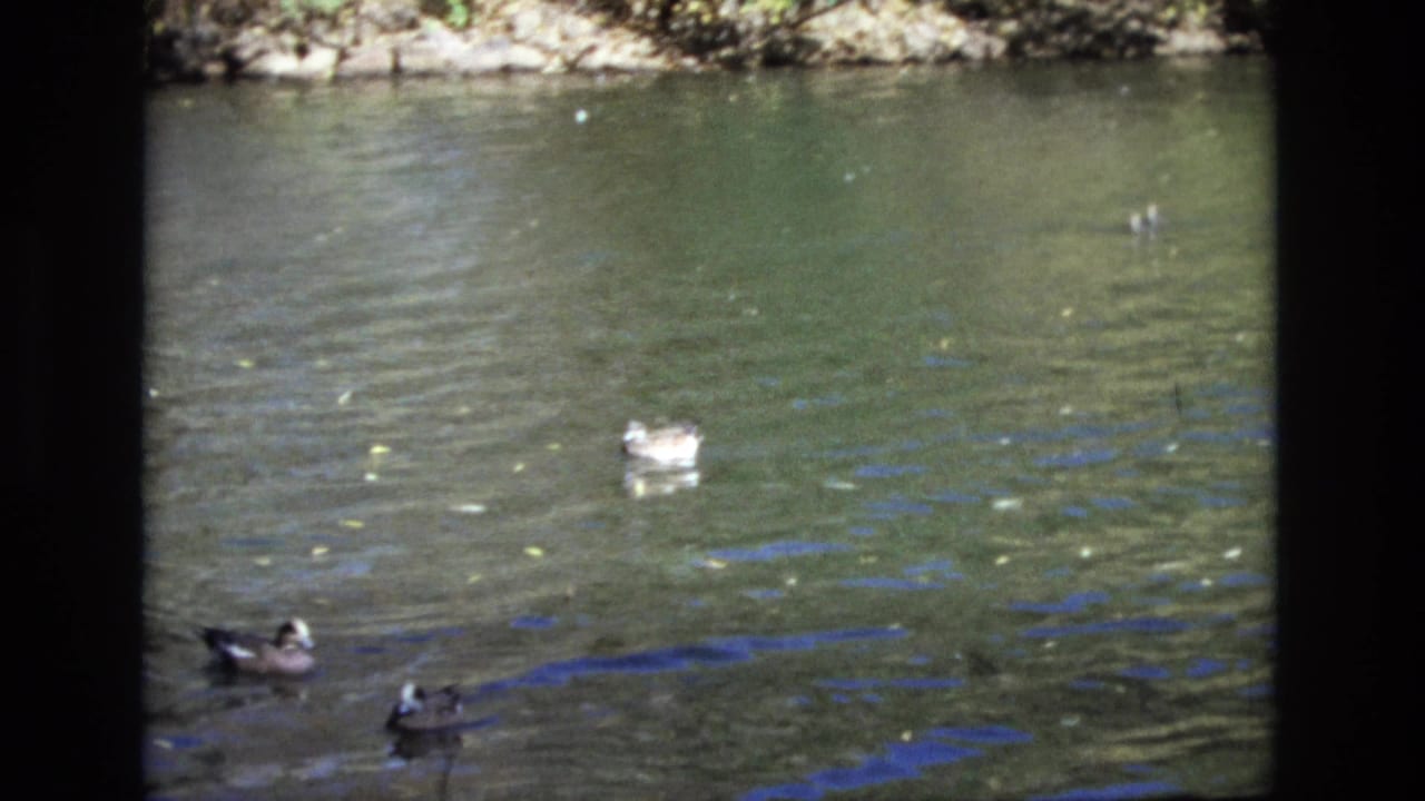 1974 Colorado Springs 8mm frame with multiple ducks on a calm green lake, scattered yellow leaves on the surface, and a narrow tree-lined shore visible above.