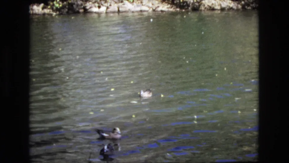 1974 Colorado Springs 8mm frame showing ducks at different distances on rippled green lake water, with a shaded bank and floating leaves in view.