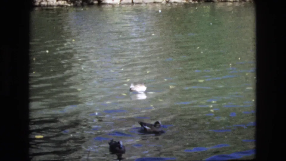 1974 Colorado Springs 8mm frame with ducks crossing a green lake surface, including darker birds in the foreground, a lighter duck farther back, floating leaves, and soft blue reflections.