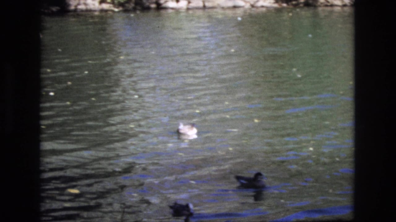 1974 Colorado Springs 8mm frame showing ducks spread across rippling pond water, with floating leaves and dark borders from the film scan.