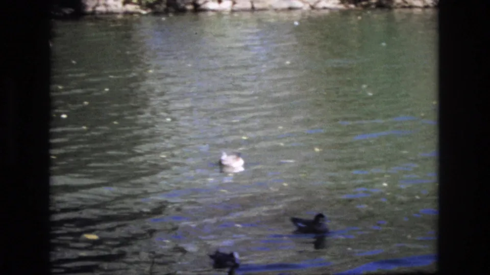 1974 Colorado Springs 8mm frame showing ducks spread across rippling pond water, with floating leaves and dark borders from the film scan.
