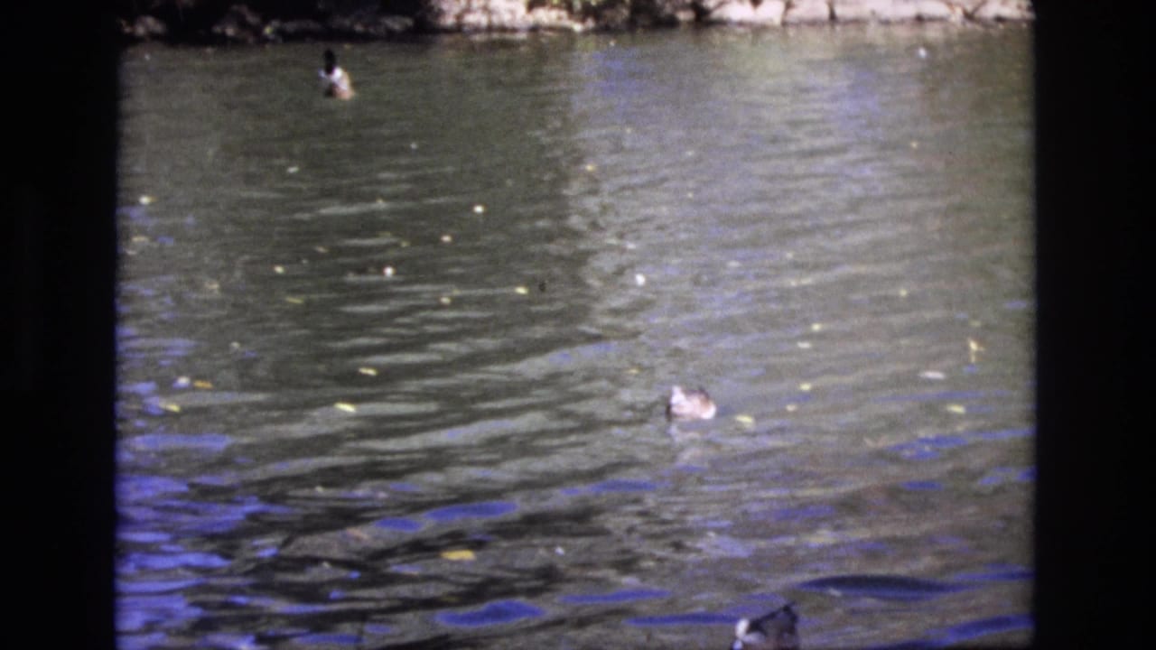 1974 Colorado Springs home-movie frame with a duck on the right side of a rippling pond and small leaves scattered across the water.