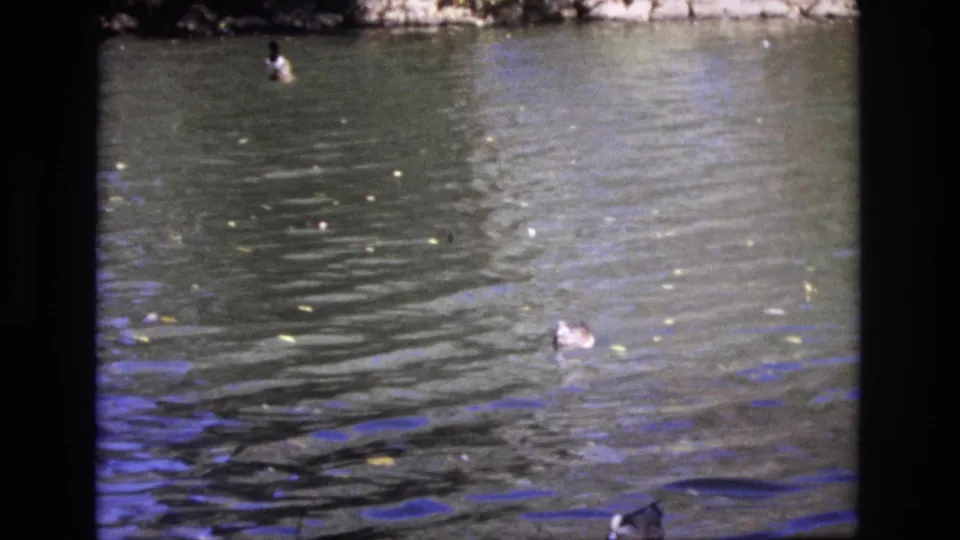 1974 Colorado Springs home-movie frame with a duck on the right side of a rippling pond and small leaves scattered across the water.