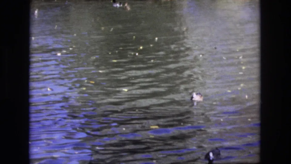 1974 Colorado Springs 8mm frame showing a close view of pond water, floating leaves, and ducks partly near the lower edge of the frame.