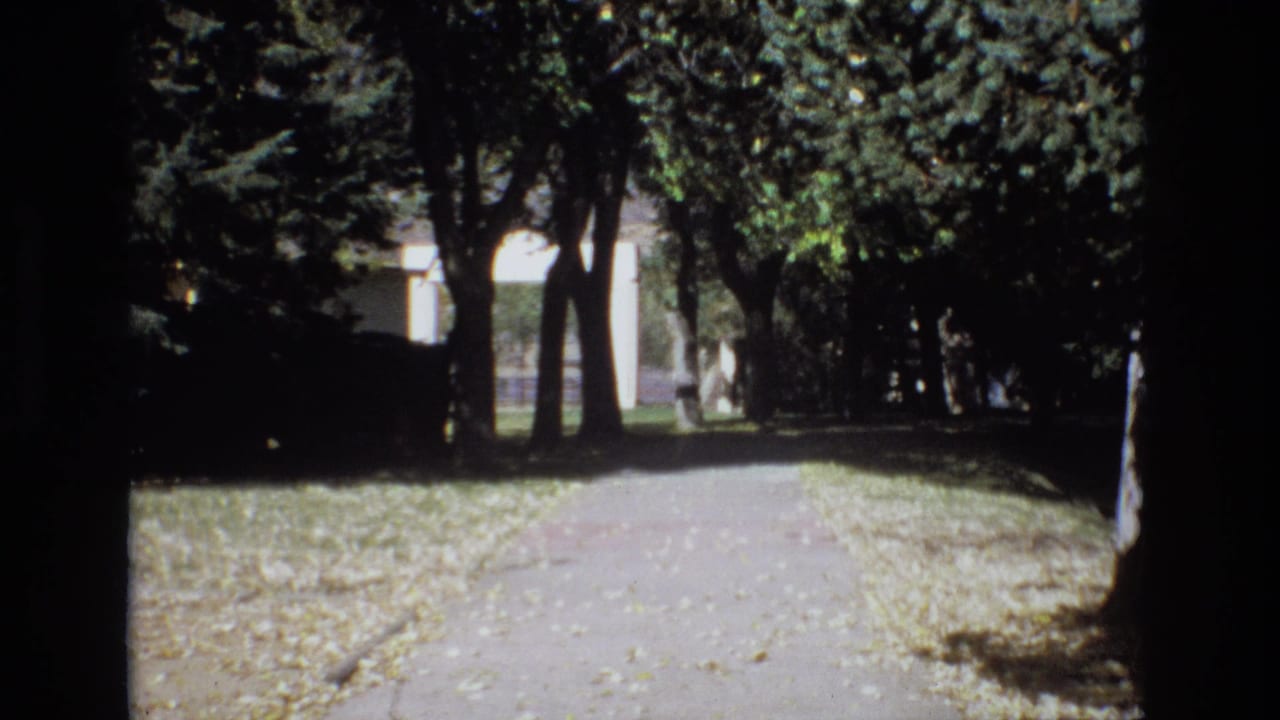 Tree-lined paved path with fallen leaves and a pale structure in the distance.