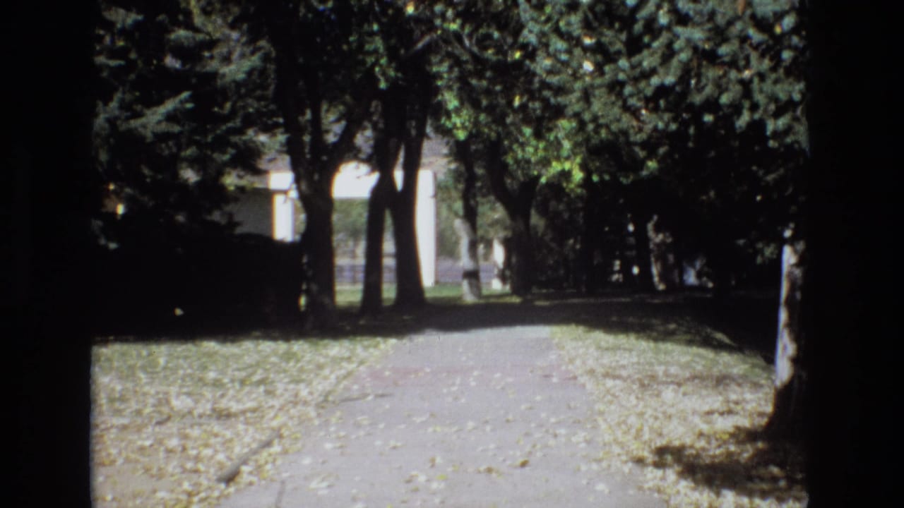Shaded path through trees with leaves scattered along both sides.