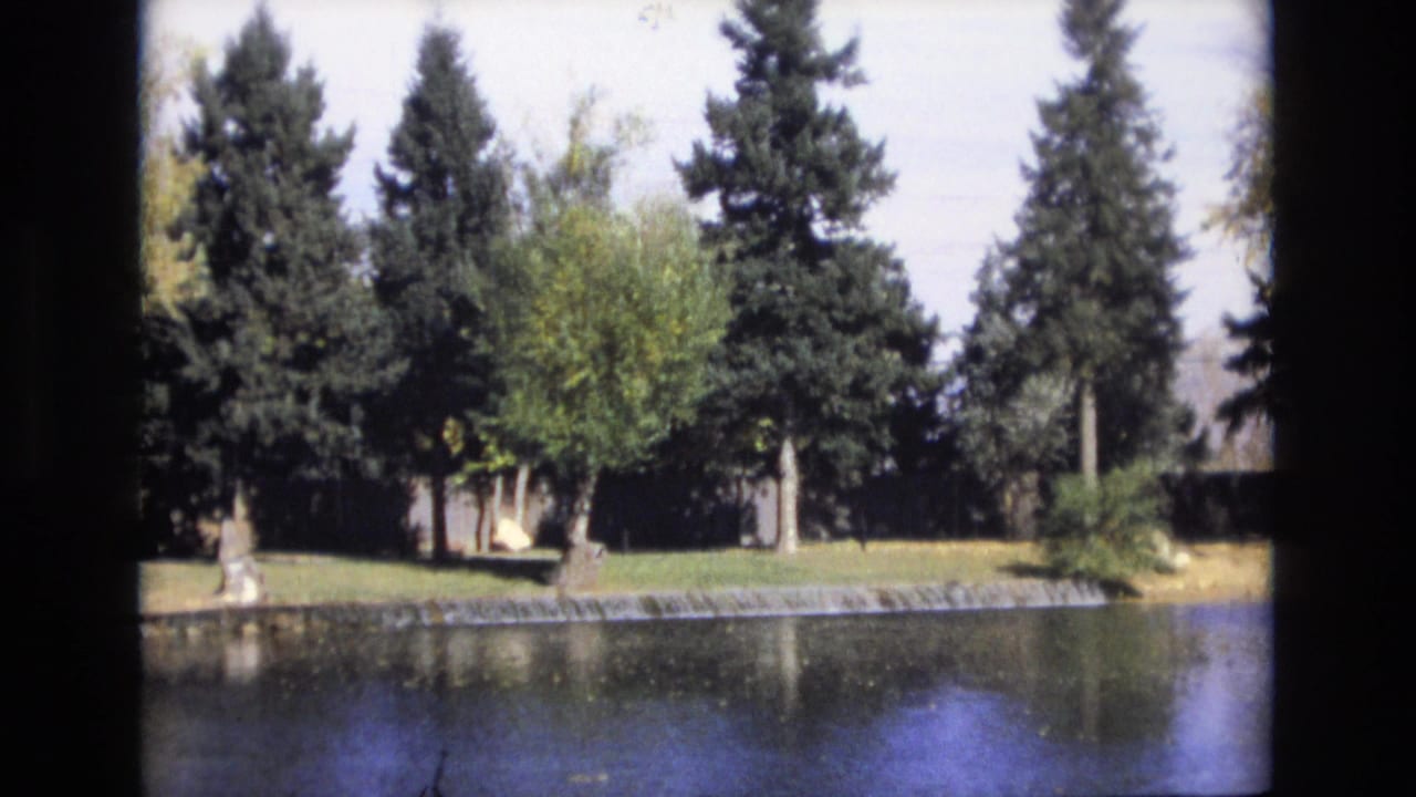 Pond with a low spillway and tall evergreen trees along the far bank.