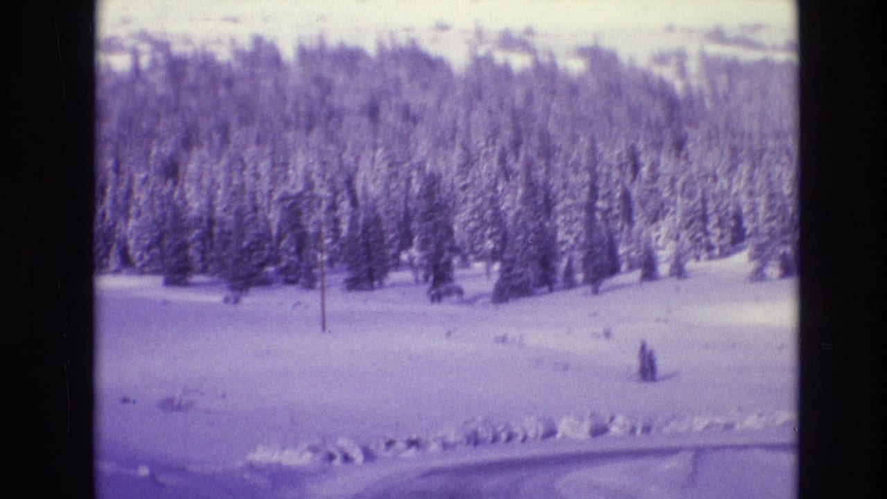 Snowy evergreen forest beyond an open snowfield and roadside snowbank.