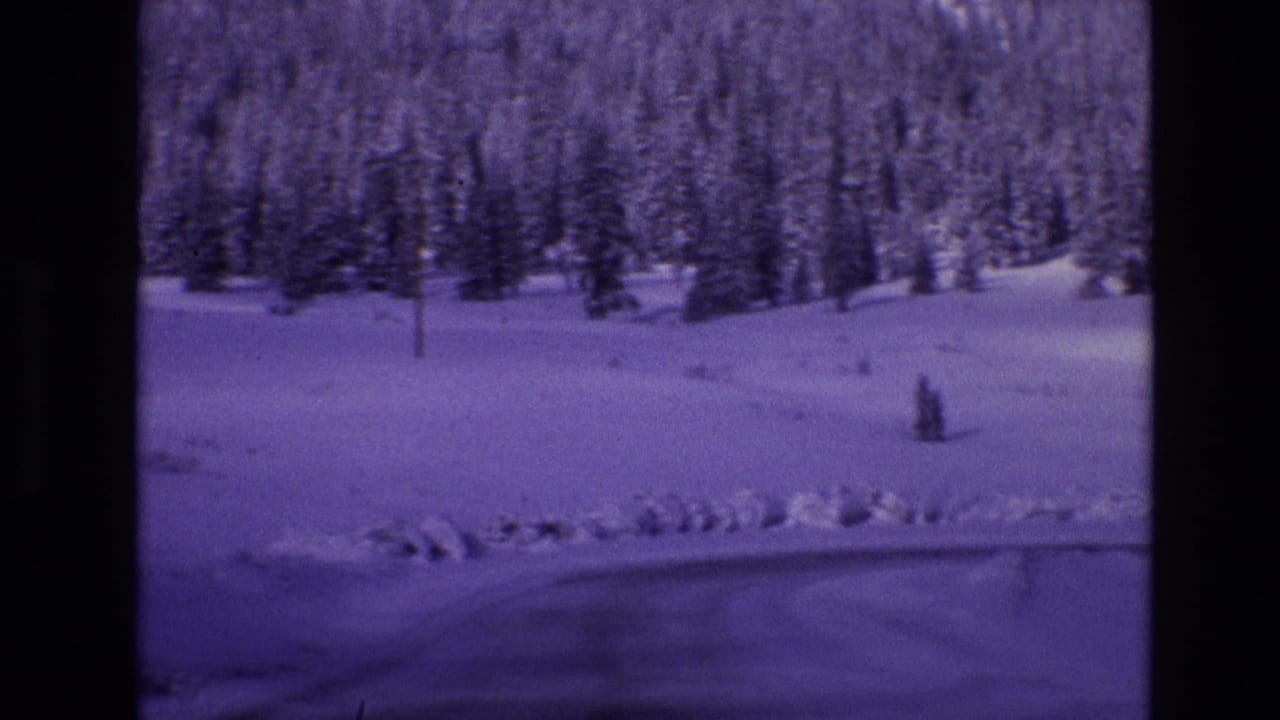 Snowy forest and open winter ground seen across a roadside edge.