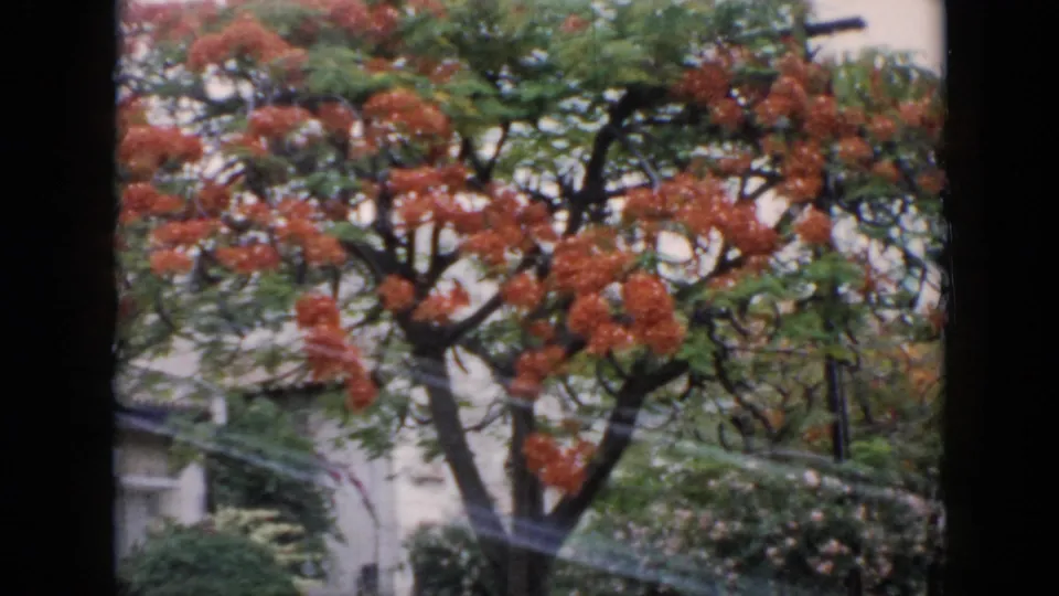 A red-flowering tree in Cuba fills the 8mm frame, with foliage, shrubs, and part of a pale urban building behind it.