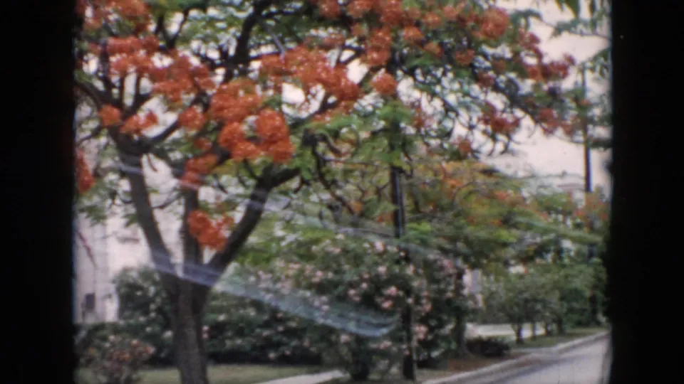 The final 1956 Cuba frame holds on the flowering tree, with red blossoms, roadside greenery, and a curving paved edge in view.