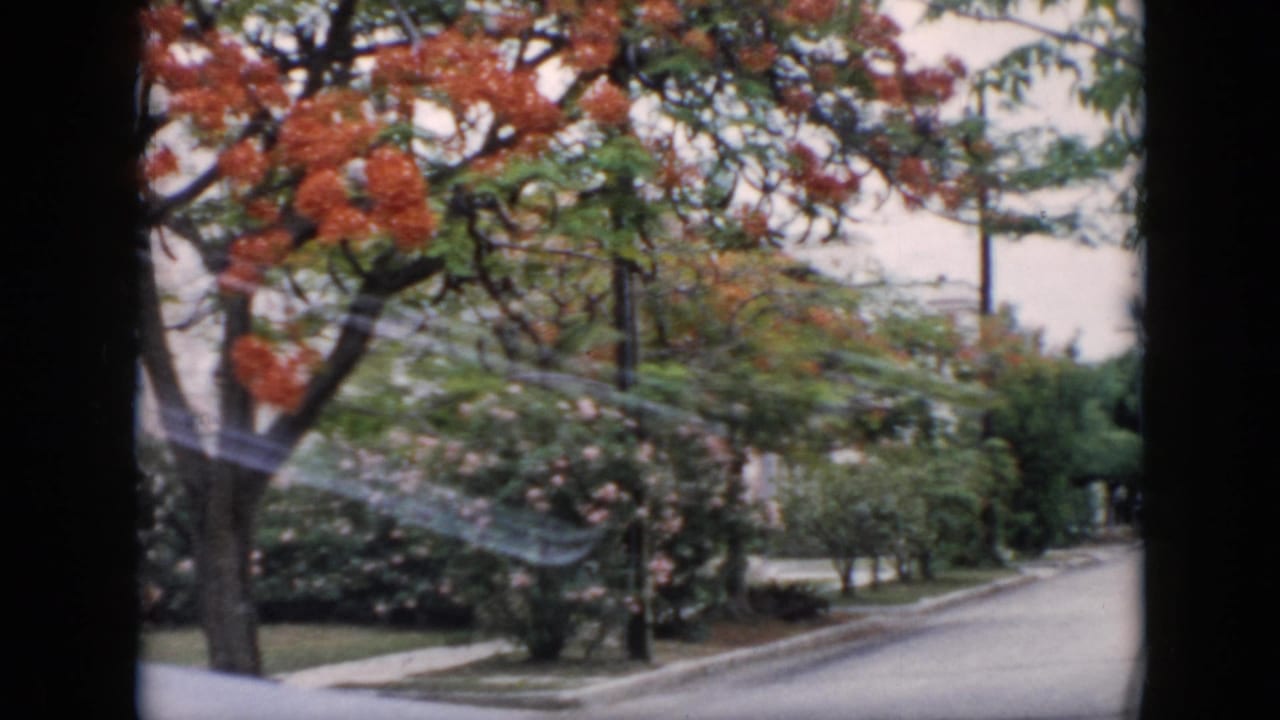 1956 Cuba 8mm view of a leafy residential street with orange-flowering trees, sidewalks, and soft motion blur from a moving vehicle.