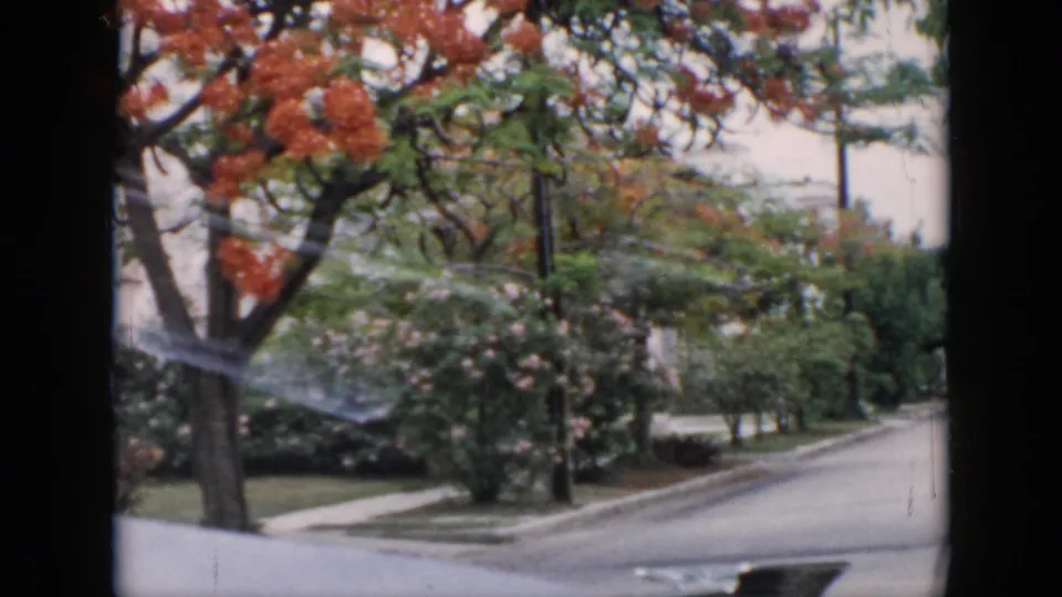 1956 Cuba home-movie frame of a leafy residential street corner with orange flowers, shrubs, sidewalk, and asphalt road.