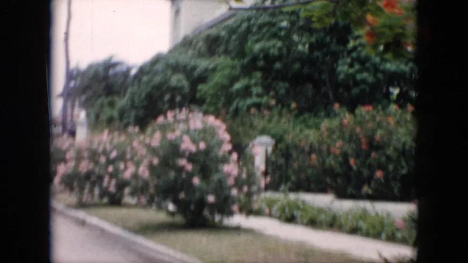 1956 Cuba street-side garden view with pink flowering bushes, dense hedges, sidewalk, and a palm-like tree in the background.