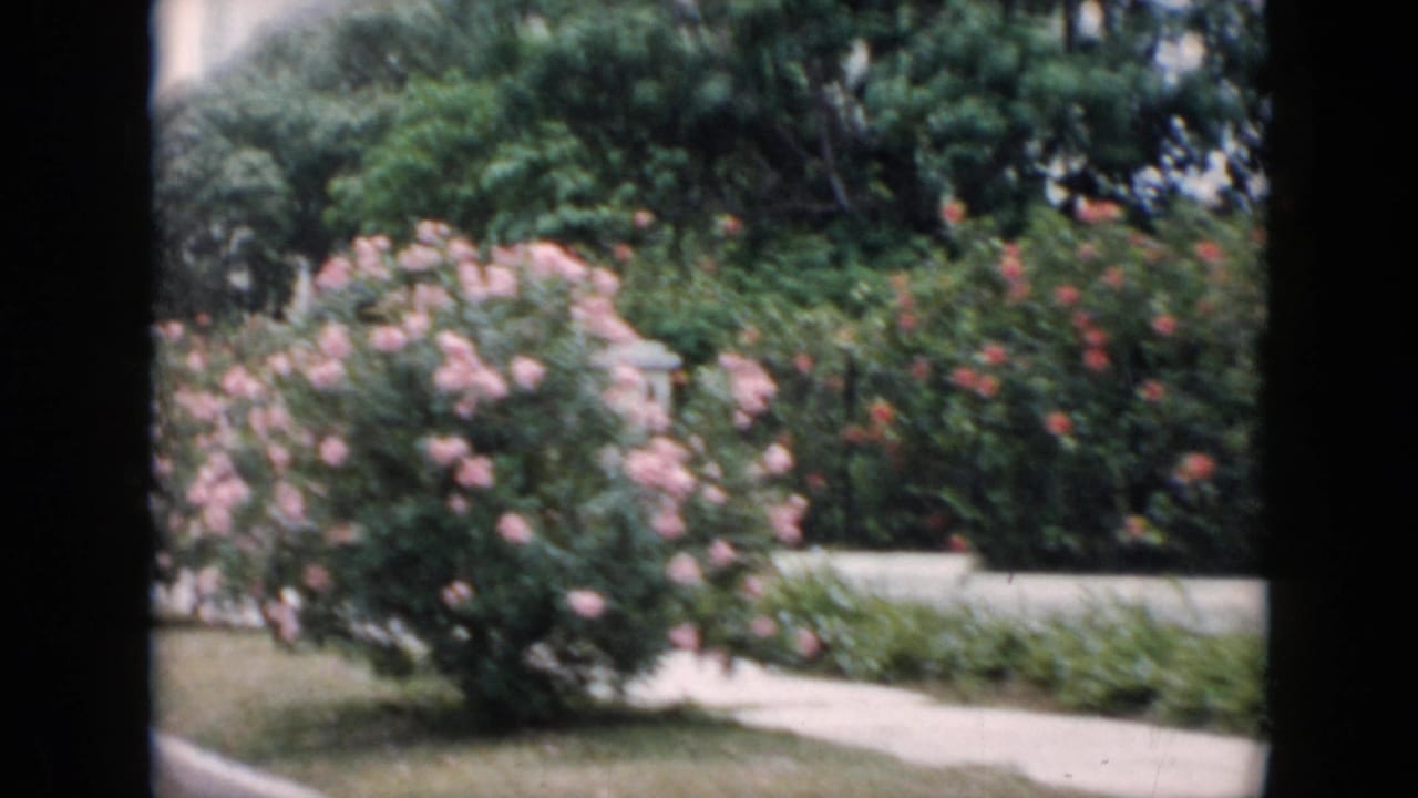 1956 Cuba 8mm frame showing pink roses, greenery, pavement, and a pale fence from a moving car perspective.