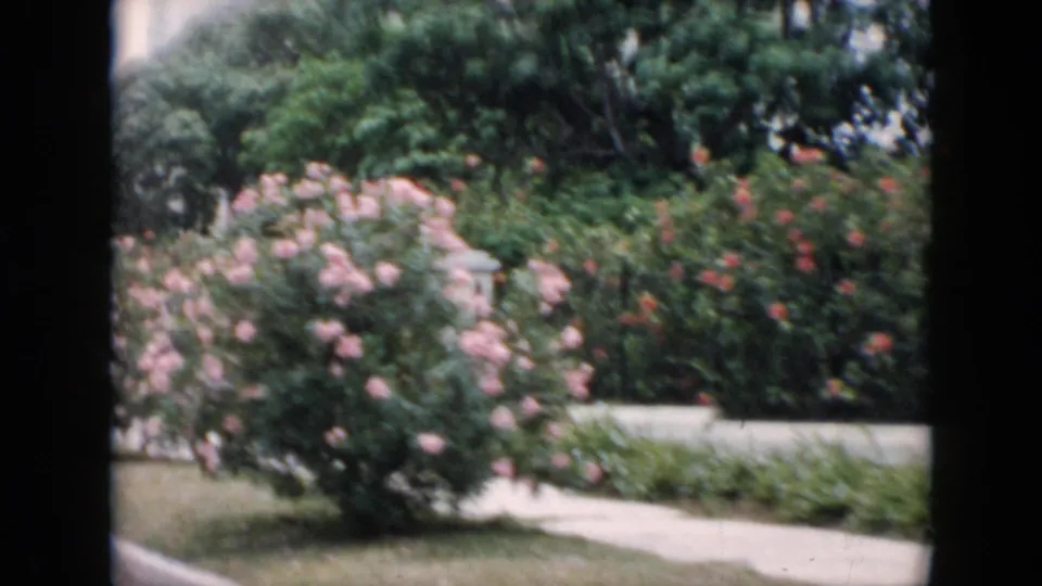 1956 Cuba 8mm frame showing pink roses, greenery, pavement, and a pale fence from a moving car perspective.