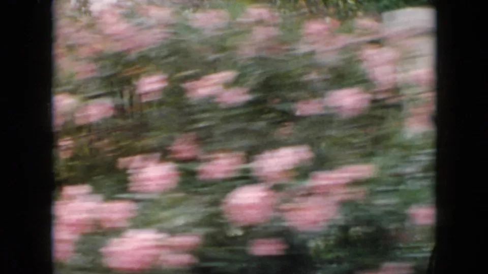 Motion-blurred 1956 Cuba garden view with pink roses and foliage seen through dark car-window edges.