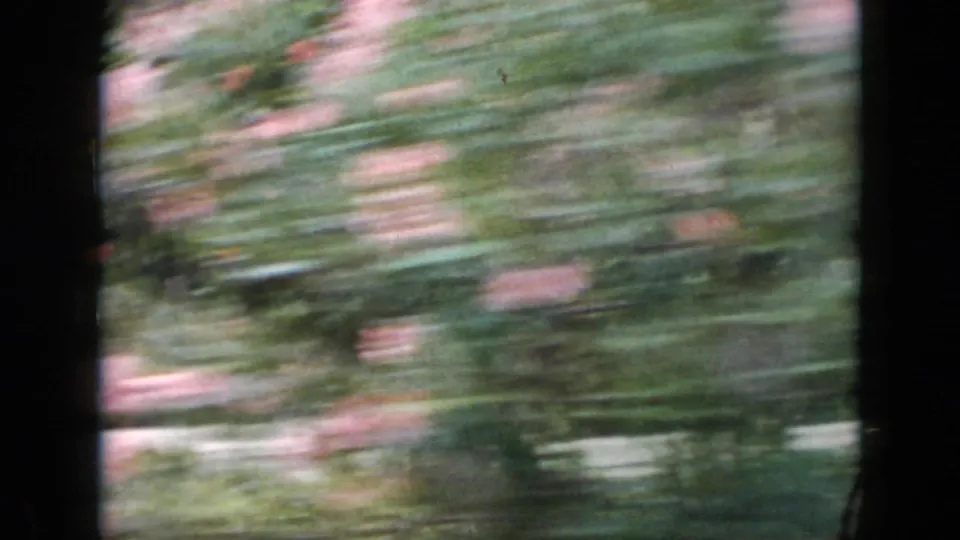 1956 Cuba 8mm frame showing a final blurred pass of rose bushes, foliage, and pale fencing from a car.
