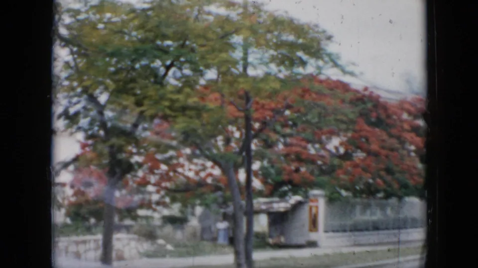 Flowering trees with red-orange blossoms line a 1956 Cuba residential street, with low walls and houses partly visible behind them.