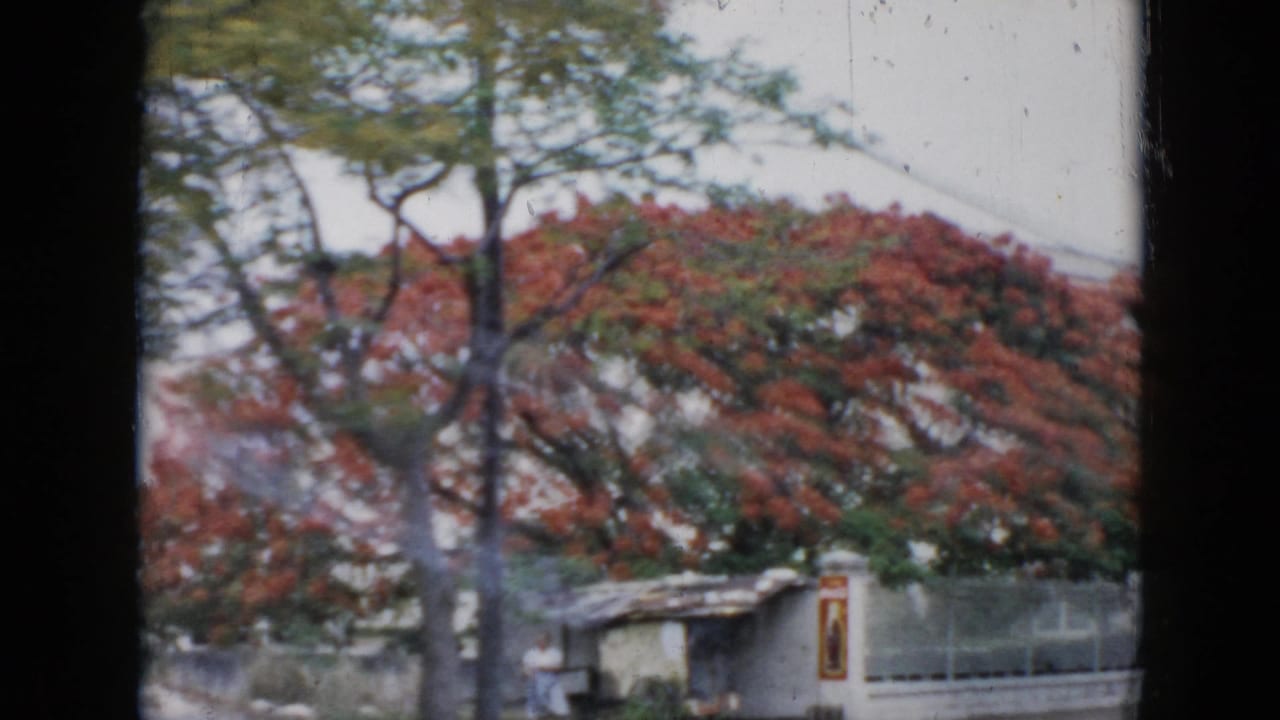 1956 Cuba travel footage appears to show a red-flowering tree and roadside wall, framed by dark 8mm gate edges.