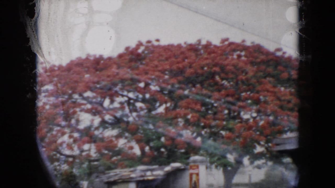 A large red-flowering tree, likely in Cuba according to clip metadata, appears above a roadside wall in soft 8mm color.