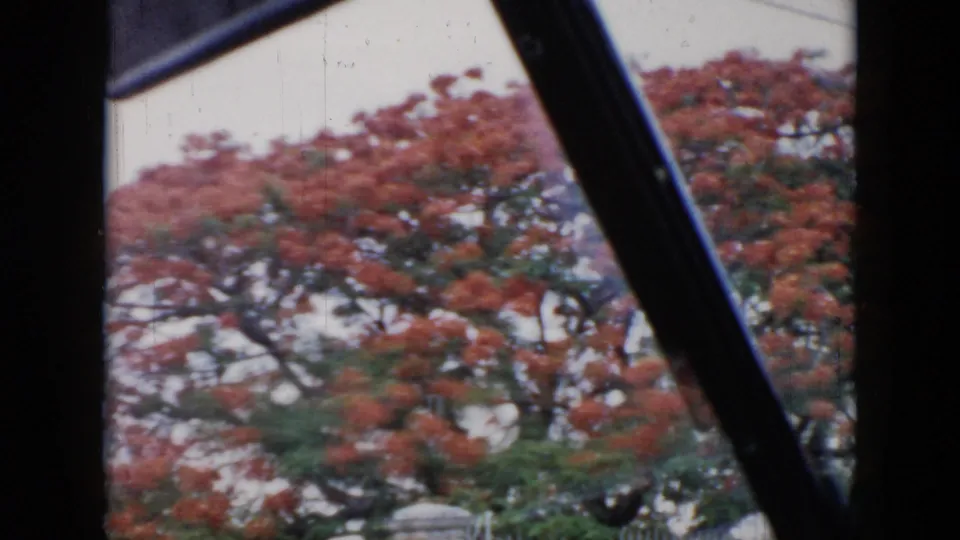 Handheld 8mm frame of a red-flowering roadside tree, partly obscured by a dark diagonal foreground element during movement.