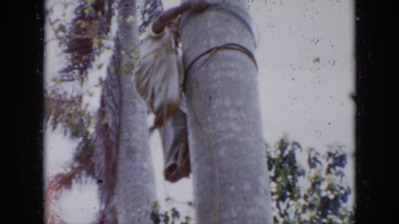 Worker partly visible high on a tall palm tree with foliage behind him.