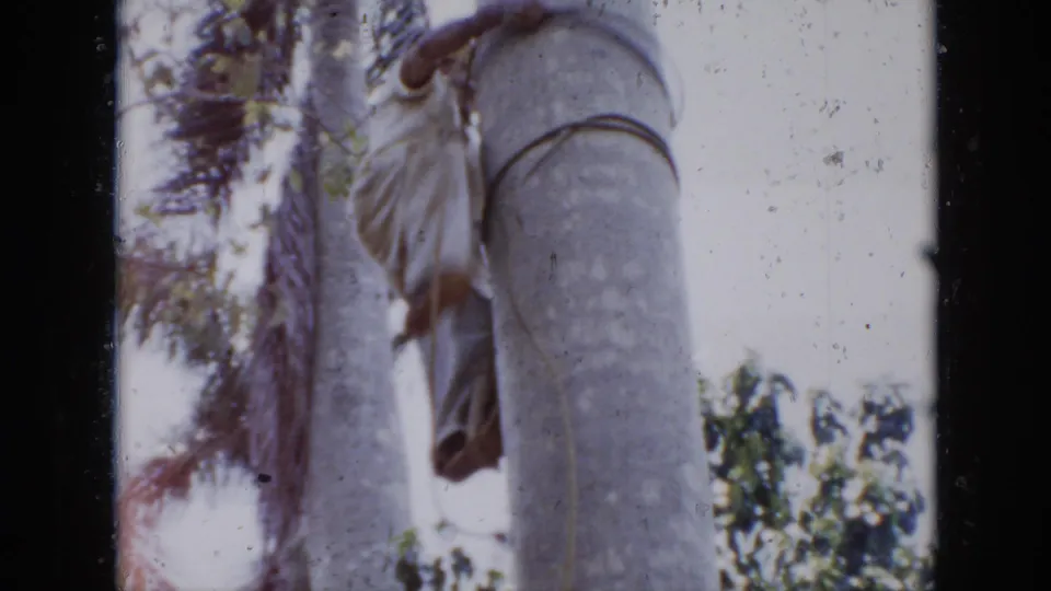 1956 Cuba 8mm frame showing a worker near the top of a tall palm trunk, partly cropped by the home-movie framing.