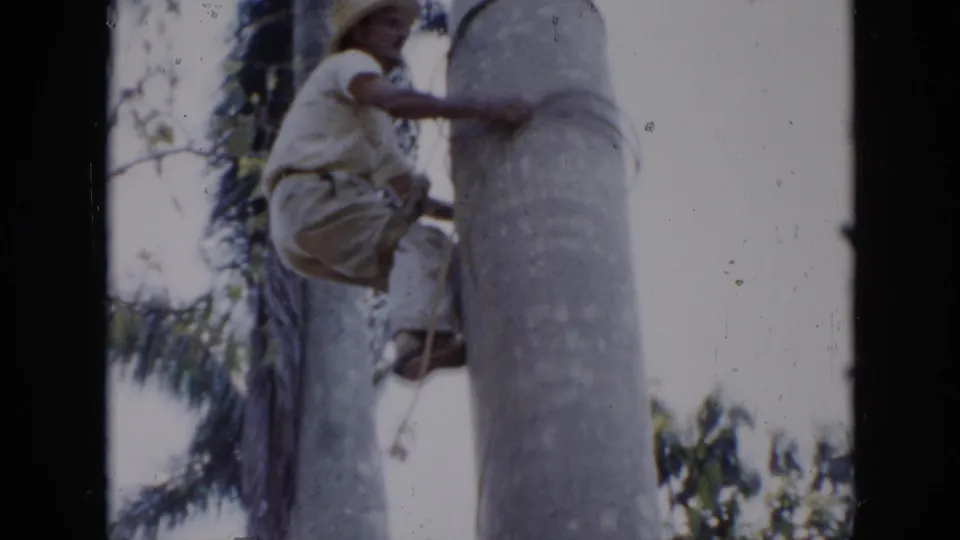 1956 Cuba 8mm frame showing a man in light clothing and hat climbing a palm tree with a rope or strap around the trunk.