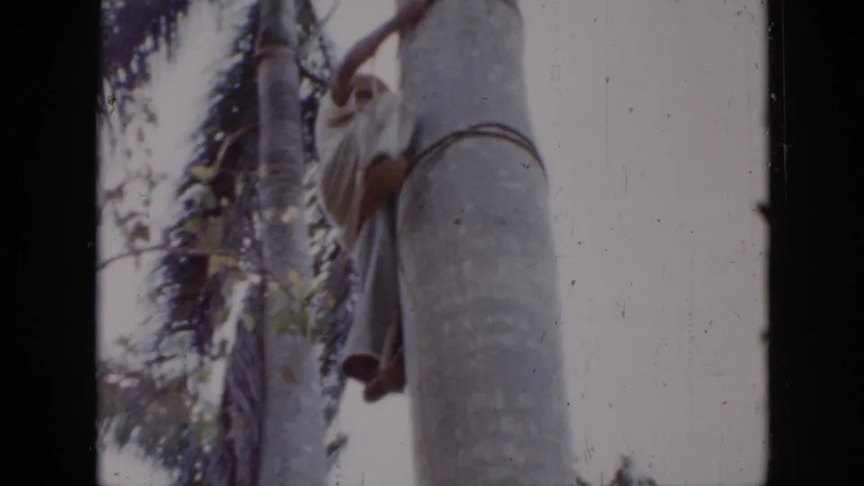1956 Cuba 8mm frame showing the climber higher on the palm, with a rope loop or harness visible against the trunk.